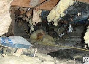 A messy crawl space filled with rotting insulation and debris in Qualicum Beach.