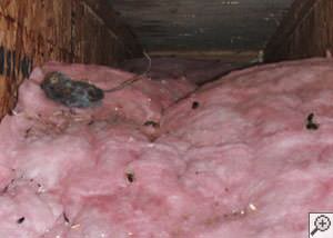 A dead mouse and its feces in a batt of fiberglass insulation in a crawl space in Nanaimo.