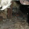A dirt crawl space with water-soaked fiberglass insulation in Gabriola.