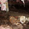 mould, flooding water, mildew, and rot in a crawl space environment in Brentwood Bay.