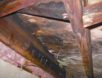 mold and rot in a Nanaimo crawl space