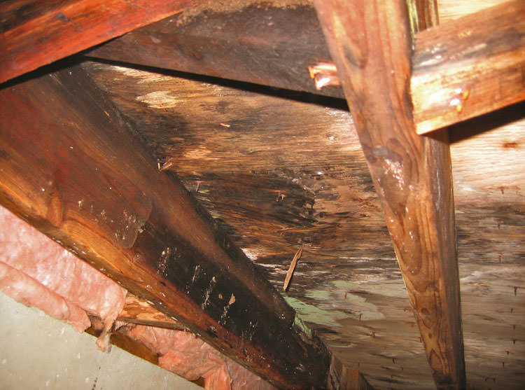 structural wood rot repair decoration ideas extensive crawl space rot damage growing in cobble hill crawl space mould rot victoria nanaimo saanich bc mouldy structural wood rot repair decoration ideas extensive crawl space rot damage growing in cobble hill crawl space mould rot victoria nanaimo saanich bc mouldy