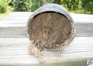 clogged french drain found in Chemainus, British Columbia